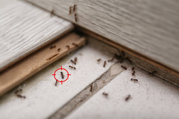 Flea Control Services in Cottondale, AL