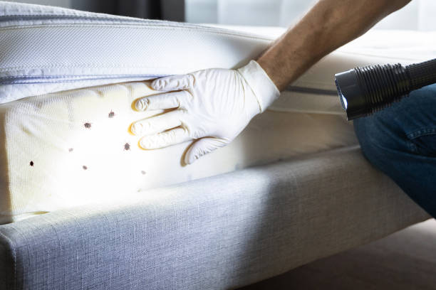 Best Cockroach Control Services  in Cottonde, AL